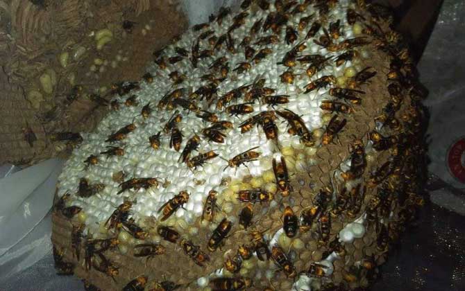 馬蜂記仇記多久？沒有固定的時間，信息素未消散前馬蜂都會報復(fù)！