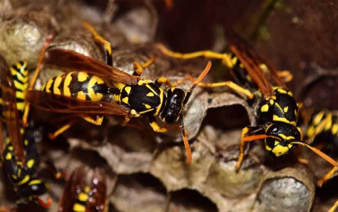 家里有馬蜂窩的預(yù)兆是什么？無關(guān)禍福，只能說家里適合馬蜂筑巢！