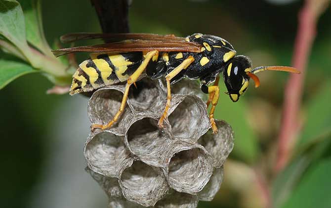馬蜂窩捅了后多久會走？沒有固定的時間，一般1～3天便會飛走！