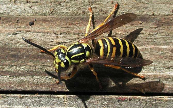 為什么家里招馬蜂？三個原因，一是迷巢，二是覓食，三是有蜂巢！