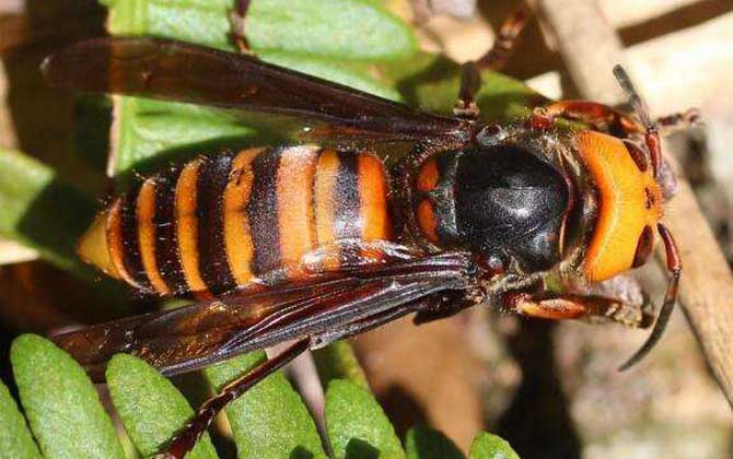 虎頭蜂蟄了找不到刺怎么辦？不必擔心，虎頭蜂蟄人一般不會有刺！