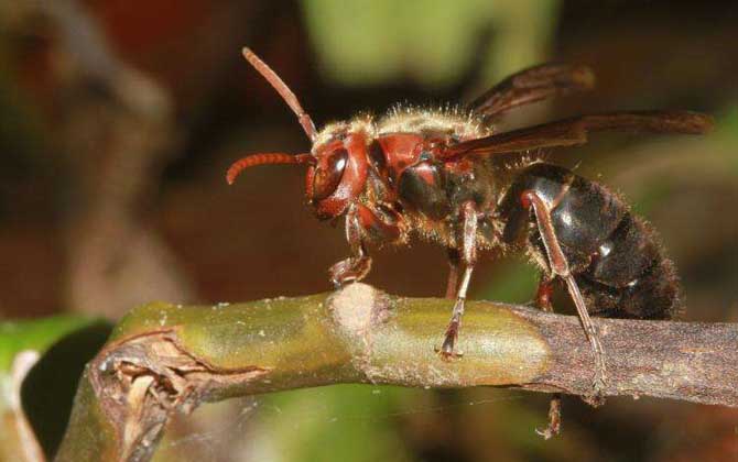虎頭蜂一只多少錢？一般2～5元一只，但很少有人會買活虎頭蜂！