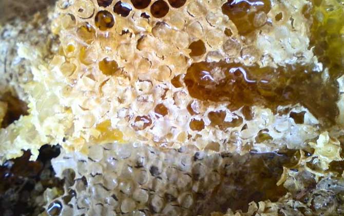 女人吃蜂巢有什么好處？不但能增強抗病力，還有美容養顏效果！