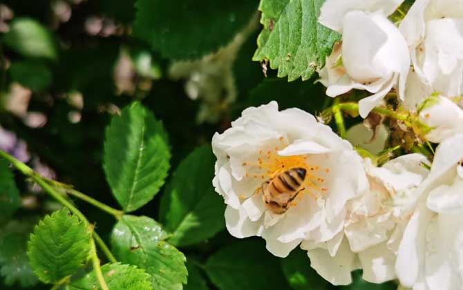最簡單找山蜜蜂方法，學會這幾招，野生蜜蜂窩一找一個準！