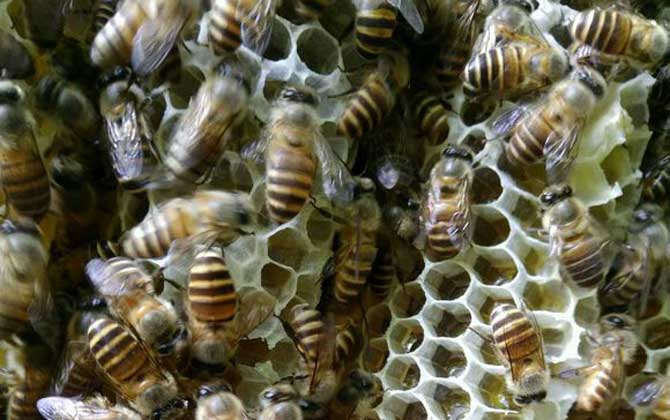 養(yǎng)蜂場地怎么選擇？