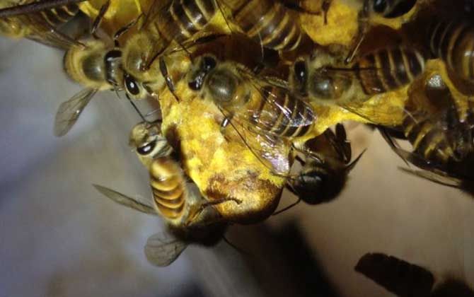 新手養蜂怎樣獲得蜂王？