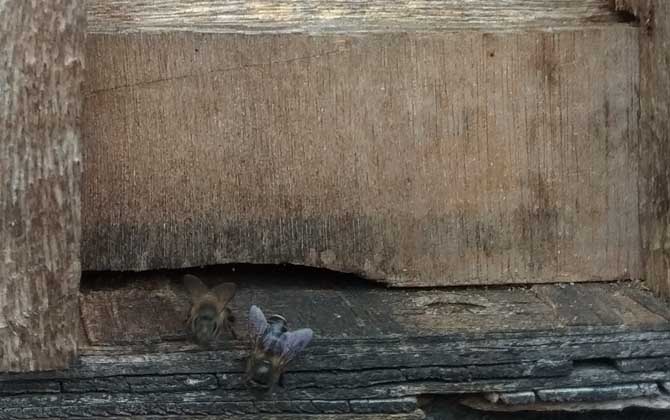 養蜜蜂怎么防止老鼠？