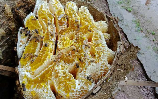 蜂巢由哪些成分組成的？