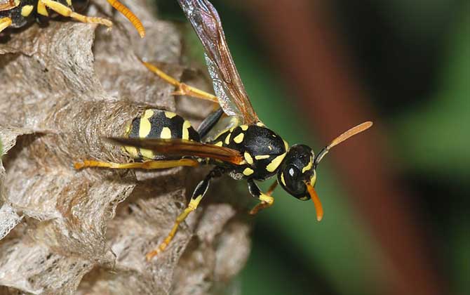 露蜂房是什么東西？