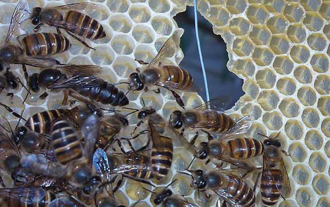 100只工蜂能養活蜂王嗎？
