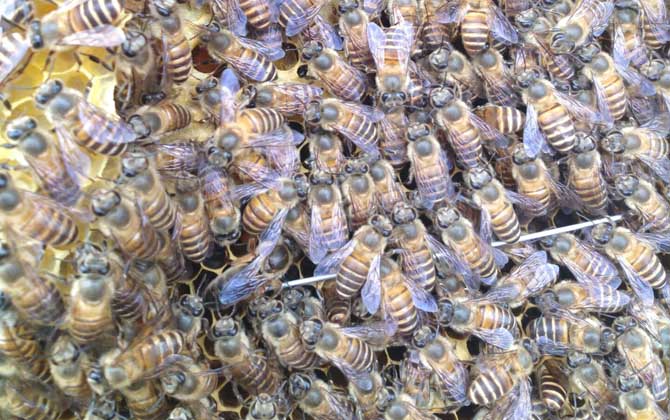 新蜂王沒有雄蜂怎么辦？