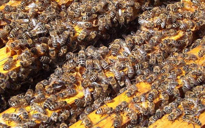 冬天蜂王為什么停止產卵？