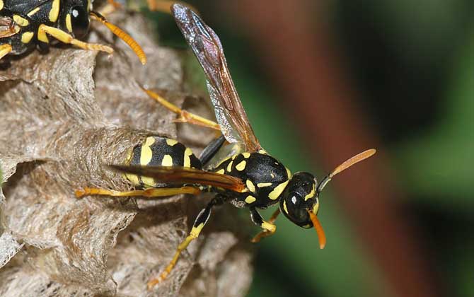 胡蜂、馬蜂、黃蜂、蜜蜂的區別