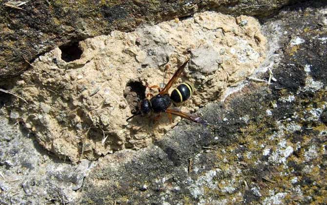 人工養(yǎng)殖馬蜂喂什么食物？