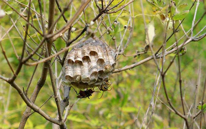 馬蜂窩價(jià)格多少錢一斤？