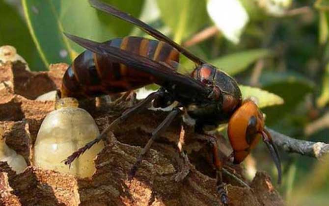 人頭蜂真的能蟄死人嗎？