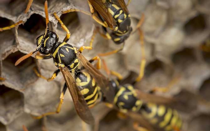 胡蜂養殖虧慘了是什么原因？