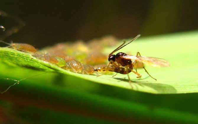 寄生蜂會寄生人類嗎？