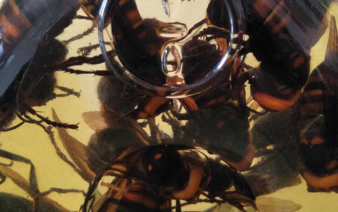 地雷蜂泡酒有什么功效？