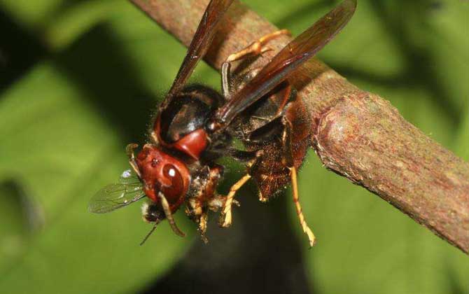 被地雷蜂蟄了怎么辦？