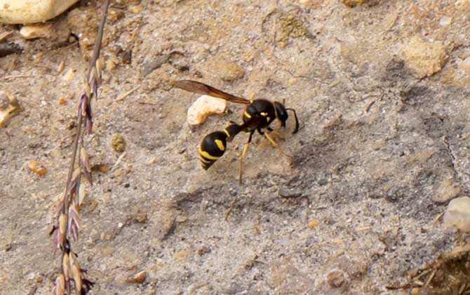 馬蜂會攻擊睡覺的人嗎？