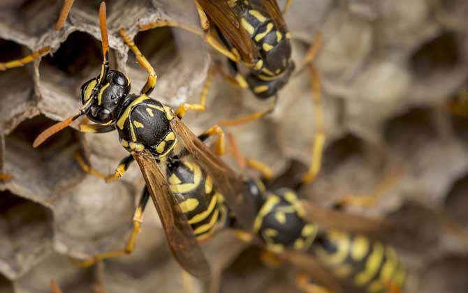 打死一只馬蜂會報復嗎？