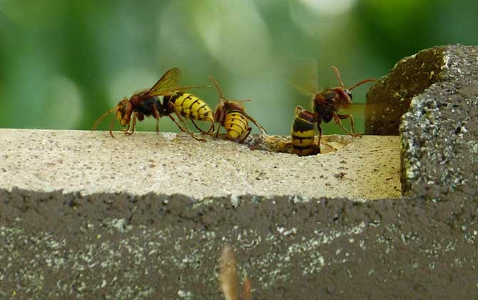 馬蜂入宅預兆著什么？