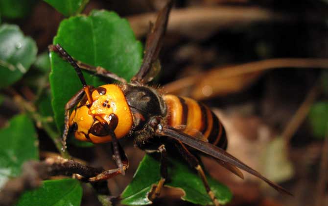 中國毒蜂排名及圖片大全