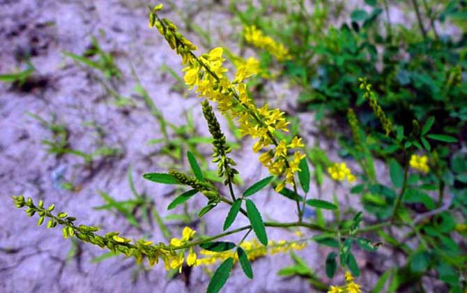 草木樨什么時候開花？