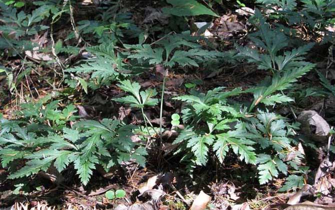 黃連什么時候開花？