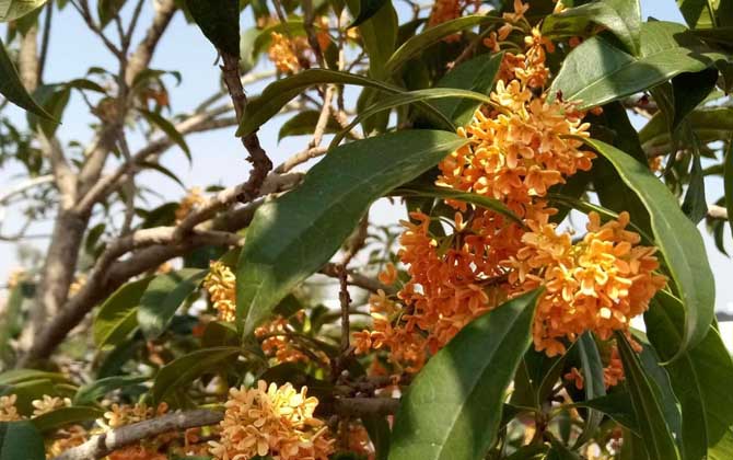 桂花樹什么時候開花？