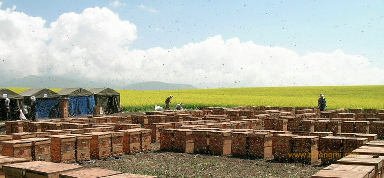 家庭低碳養蜂的特點有哪些？