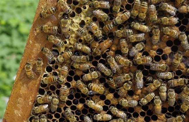 致力產業扶貧的秀山龍池父子養蜂人