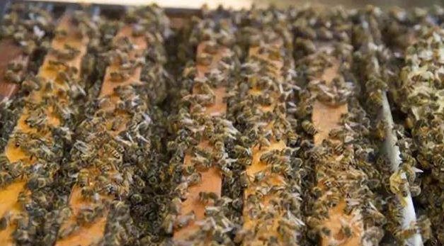 雙王同巢同群有可能嗎（蜜蜂雙王群養殖技術）