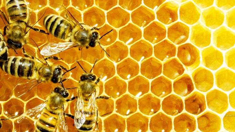 養蜂怎樣防止老鼠有效？