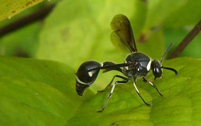細腰蜂如何繁殖后代（細腰蜂的繁殖方式）
