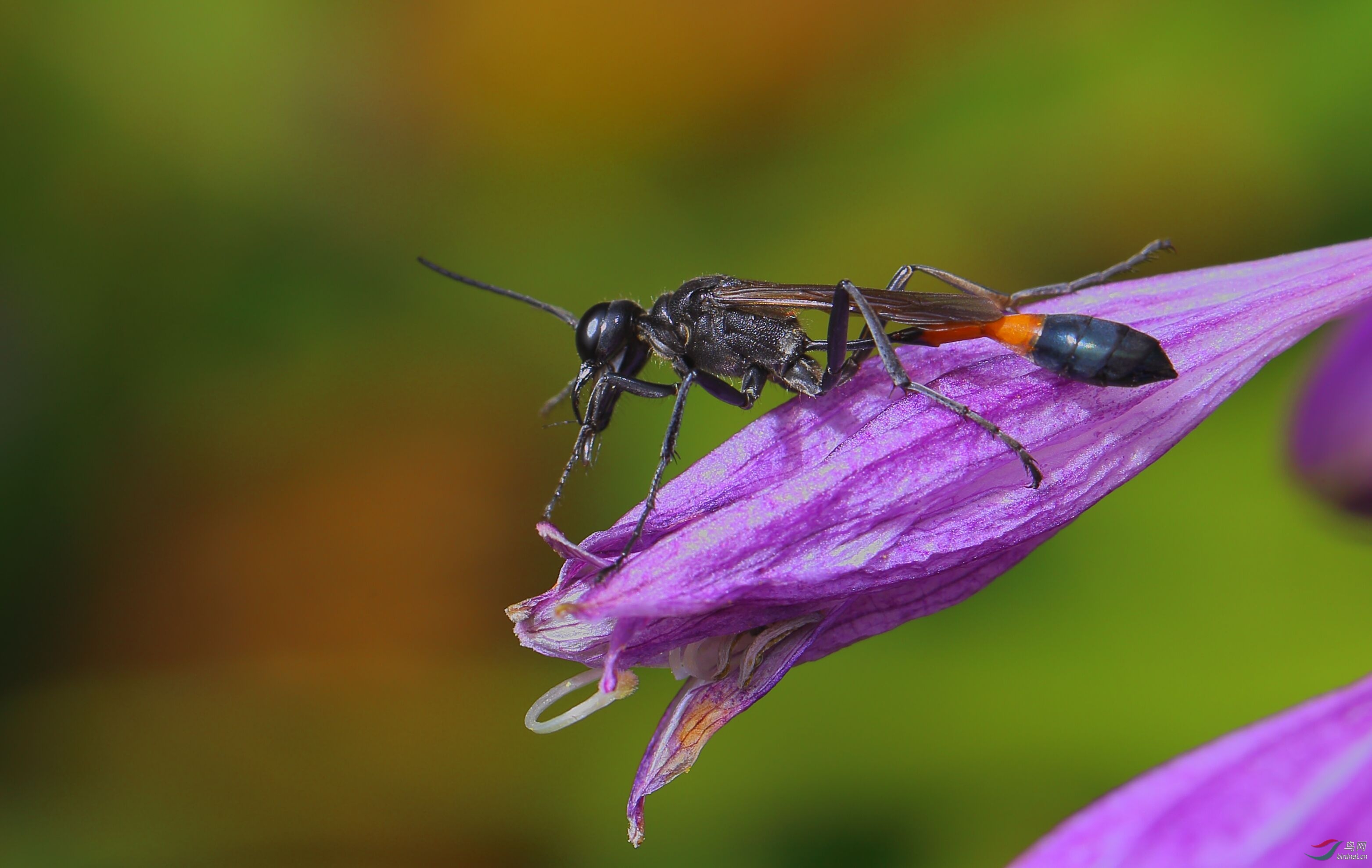 細(xì)腰蜂長什么樣子（腰很細(xì)的蜜蜂是什么蜂）