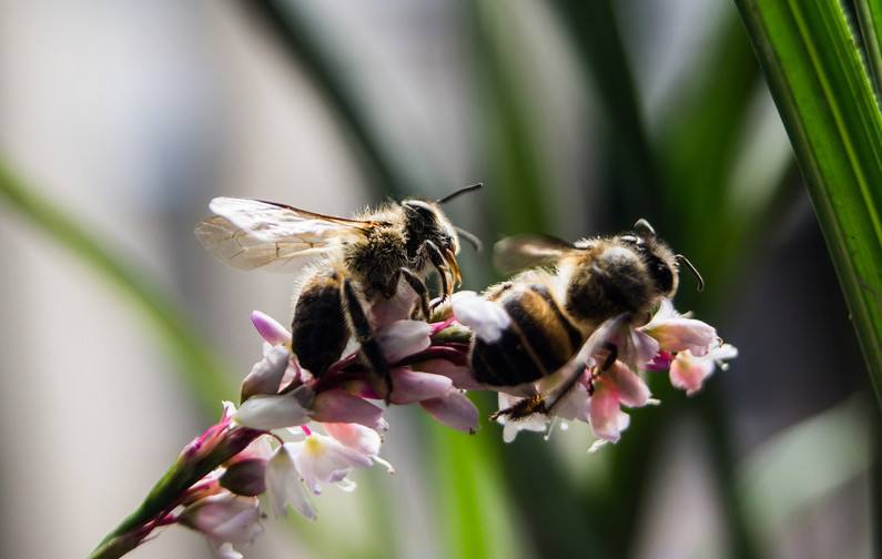 蜜蜂人工怎樣分蜂？