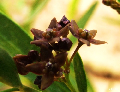 老瓜頭是什么植物