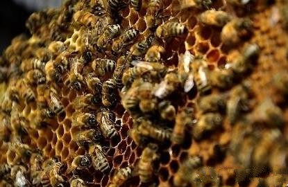 蜂數應該怎樣計算（論斤、論脾還是論群）