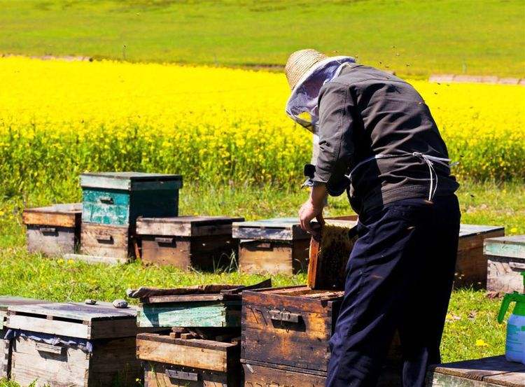 新手養蜂如何換王？