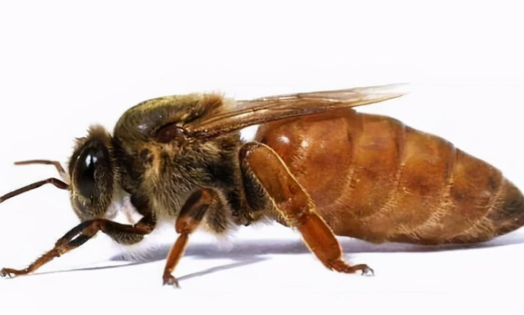 產(chǎn)雄蜂的王如何人工授精（蜂王人工授精技術視頻）