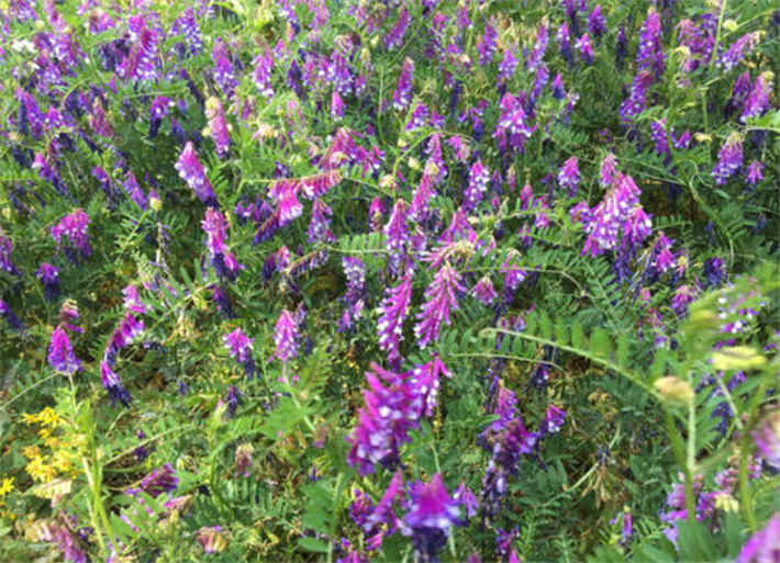 苕子是什么植物（苕子花要達到什么溫度流蜜）