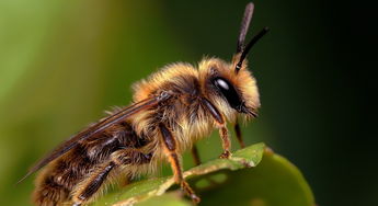 黃蜂吃什么東西作為食物（黃蜂吃什么）