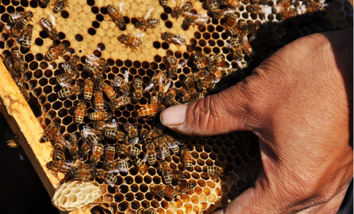 有王臺沒有雄蜂怎么辦（有王臺了什么時(shí)候分蜂）