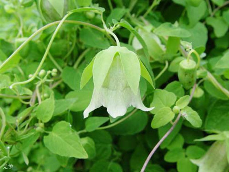 黨參花什么時(shí)候開（黨參花開花時(shí)間和生長周期）