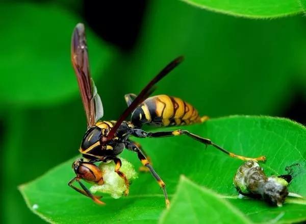 馬蜂有蜂王嗎（馬蜂王和馬蜂的區(qū)別）