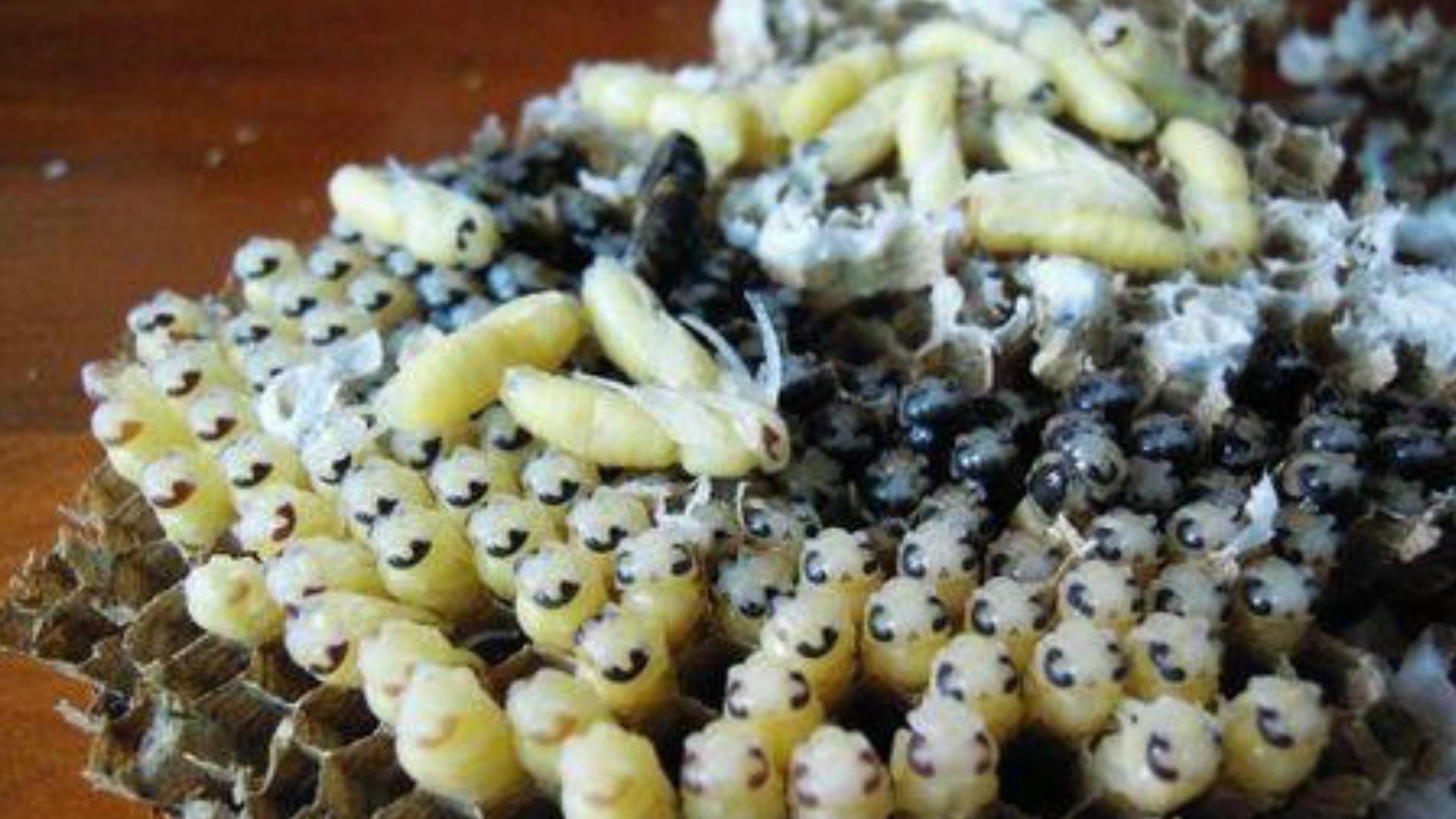 什么是蜂蛹?。ǚ溆疾≡趺粗委煟?></a> </div>
        <div   id=