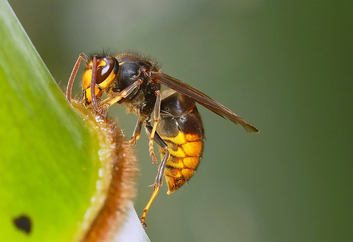 養(yǎng)殖胡蜂技術(shù)的步驟（胡蜂的養(yǎng)殖技術(shù)大全）