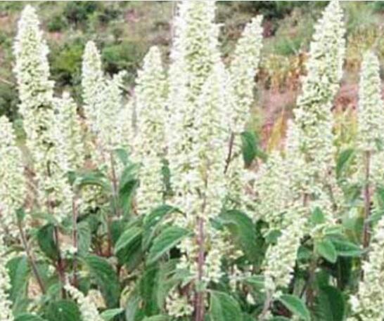 什么植物流蜜最多（流蜜時(shí)間最長(zhǎng)的植物有哪些）